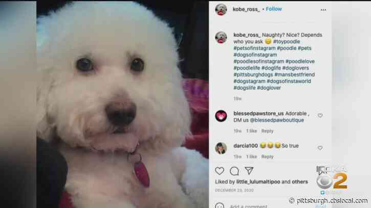 4 PetSmart Employees Facing Charges After Dog Strangled To Death During Grooming Visit
