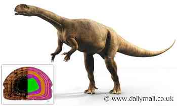 Fossils: 200 million-year-old South African dinosaur's bones revealed it grew variably like a tree