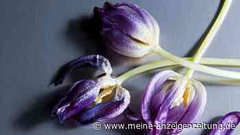 Tulpen abschneiden: So gehen Sie nach der Blüte vor