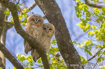 Bamberg: Waldkauz-Nachwuchs im Luisenhain - acht Jungvögel gesichtet