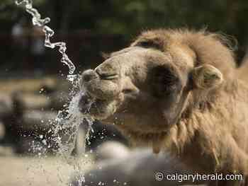 Zoo photos, jazz days and interactive theatre: 10 things to do in Calgary, May 13-19 - Calgary Herald