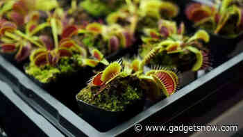 Researchers in Singapore control Venus Flytrap using smartphones