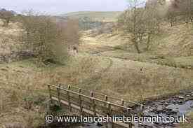 Briercliffe: Sheep found on Thursden moors with throats cut
