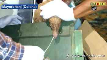 Pangolin tests positive for Coronavirus in Odisha - DNA India
