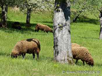Gut Gasteil - Kunst in der Landschaft - Neunkirchen - meinbezirk.at