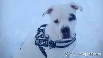 GIFTKÖDER Hund Bruno in Bischofsheim verendet: War es ein Giftköder? - Main-Post