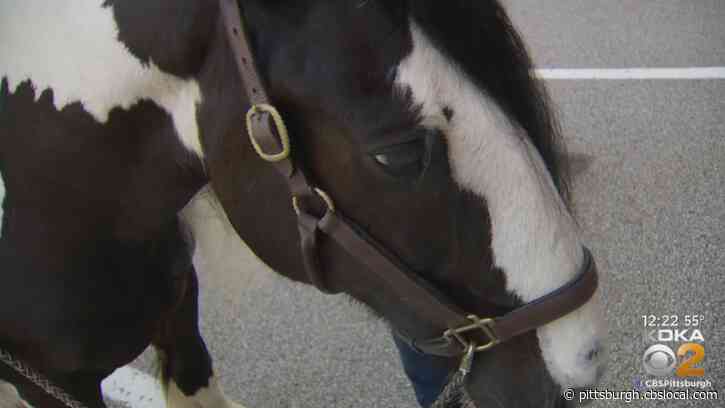 Therapy Horses Give Baldwin High School Teachers A Much-Needed Break
