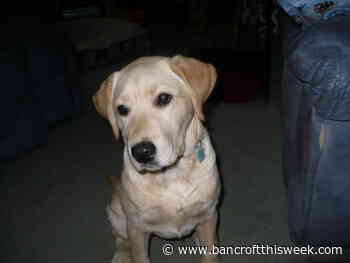 Lions support the dogs that support us | Bancroft this Week - Bancroft This Week - Bancroft This Week