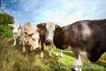 Want to know more about livestock mandatory reporting?