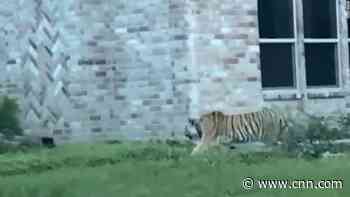 Houston police look for runaway bengal tiger - CNN
