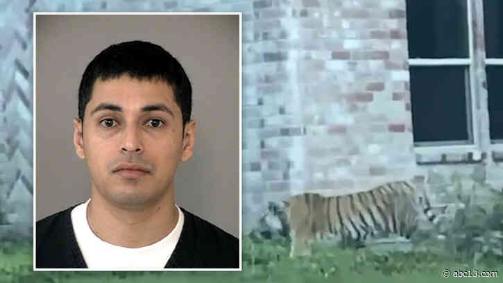 Murder suspect who was linked to tiger in west Houston has been arrested on evading charges - KTRK-TV