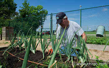 Community gardens are oases in Houston's food deserts - Chron