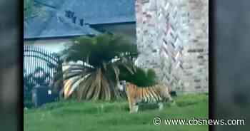 Tiger found roaming Houston neighborhood - CBS News