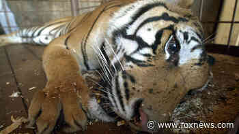 Houston tiger roaming neighborhood evokes memories of 400-pound tiger found living in Harlem apartment - Fox News
