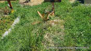 Al cimitero le tombe sparite nell'erba "Vergogna!" - Qui News Empolese