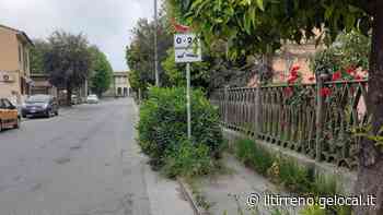 Marciapiede invaso dall’erba in via Paladini - Il Tirreno