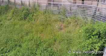 “Erba alta in zona Ponte San Francesco: quando intervenite?” - Rieti Life