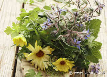 Passione foraging: lo splendore nell'erba (spontanea) Belle e selvagge, buone e salutari, con l'arrivo - Vanity Fair Italia