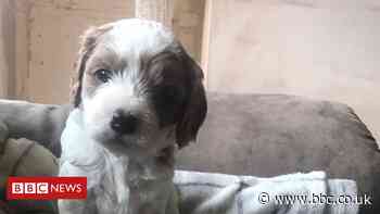 Pet and shopping scams surge during pandemic