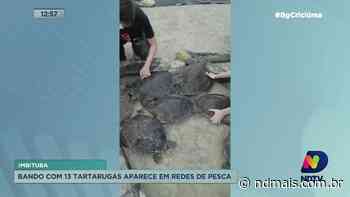 Treze tartarugas aparecem em redes de pesca em Imbituba - ND Mais