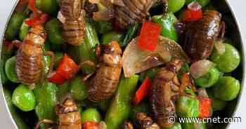 Yep, Brood X cicadas are edible. Up for a refreshing nymph spring salad?     - CNET