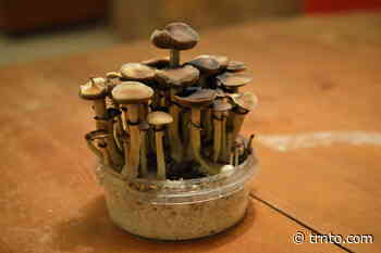Toronto company thinks mushrooms could be the new cannabis - Post City
