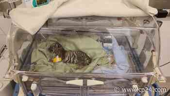 Endangered tiger cub dies at Toronto Zoo a week after birth - CP24 Toronto's Breaking News