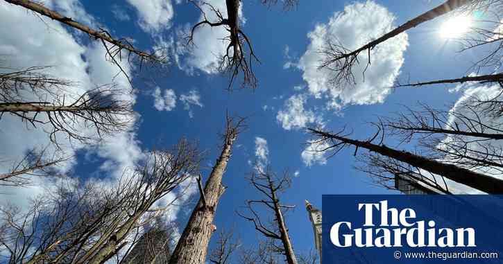 ‘Odd, eerie and haunting’: behind Maya Lin’s Manhattan ghost forest