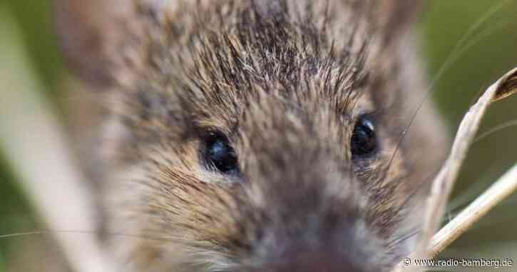 Australischer Bundesstaat kämpft gegen gegen Mäuseplage