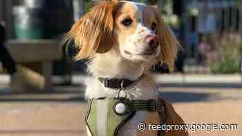 Nomad Rugged Pet Tag turns your AirTag into a pet tracker