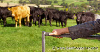 Rotationally graze cows faster to maximize pasture