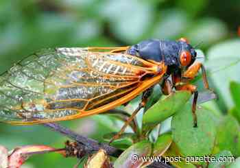 Where's the buzz? Pittsburgh region will miss out on Brood X cicadas