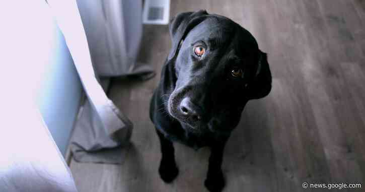 Elon Musk Says Tesla 'Looking At' Other Cryptos That Use Less Than 1% Of Bitcoin's Energy. Which Could Be It? - Benzinga