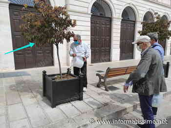 Putignano - Piante comunali di nuovo senz'acqua: ci pensa il Comitato Centro Storico - Putignano Informatissimo