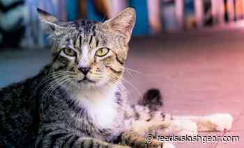 Chicago is strategically using feral cats to deal with its huge rat problem