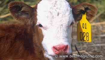 Fall feeder cattle price slide examined