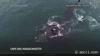 NatGeo drone video shows endangered whales appearing to hug