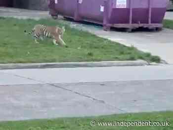 Mystery grows over ‘India’ the tiger on the loose in Houston and its owner