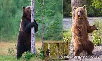 Brown bears that 'dance' and rub against more trees are more successful in mating, study reveals 