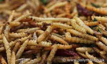 Maggots must be mass-farmed to combat malnutrition in humans, study says