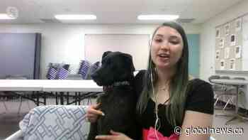 Adopt a Pet: Brandy Bean