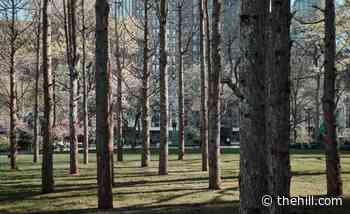 'Eerie and haunting' ghost forest installed in middle of New York City | TheHill - The Hill