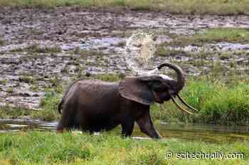 African Forest Elephants Are Now Critically Endangered – Here's How to Count Them - SciTechDaily