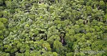 Enough forest has naturally regrown since 2000 to cover mainland France - New Atlas