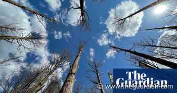 ‘Odd, eerie and haunting’: behind Maya Lin’s Manhattan ghost forest - The Guardian