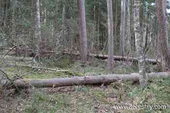 Protected forest – What is that? - Forestry.com