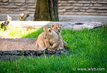 Buffalo Zoo looking for help naming new African lion cubs