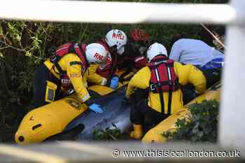 RNLI View From the Thames: Minke Whale rescue