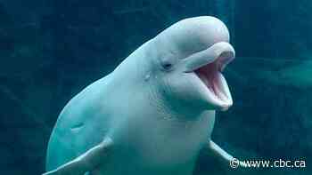 Marineland sending 5 beluga whales to U.S. after aquarium overcomes legal challenges