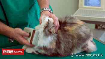 Cats must be microchipped under animal care plan
